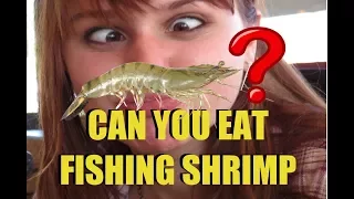 Can You Eat Shrimp Used For Fishing Bait