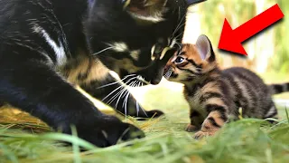 A Mother Cat Adopted a Tiger Cub, Years Later a Heartwarming Surprise Happened