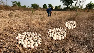 unigue ! Collect duck eggs near trees through dead grass