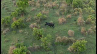 The Best Public Land Wild Hog Hunt In South Florida (Huge Success)