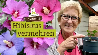 Hibiskus vermehren - Wie geht das?