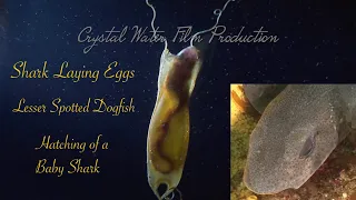 SHARKS EGGS ARE READY TO HATCH • Shark Laying Eggs! • Lesser Spotted Dogfish