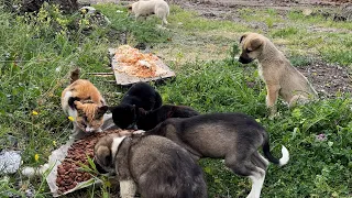 Yol Kenarına Bırakılan Kedileri ve Köpekleri Bir Arada Bulduk