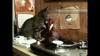 My Cat Floyd with the Record Player