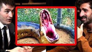 The Discovery Channel drama about Anaconda eating a man alive | Paul Rosolie and Lex Fridman