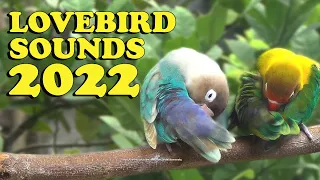 Lovebird Chirping Sounds - Green Fischer's & Pastel Blue [2022]
