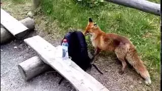 Curious wild fox attacking backpacks / Divoká liška v Tatrách