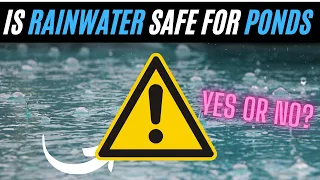 Is Rainwater Harmful to Pond Fish? 💀☠😂😵