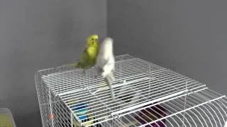 Budgie Mating Dance