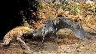 A Warthog Unlucky Became Lunch For Leopard And Hyena