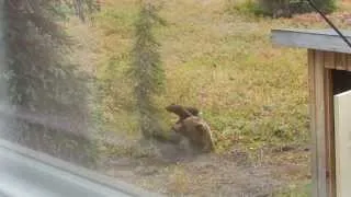 Alaska Grizzly bear at Angstman Cabin