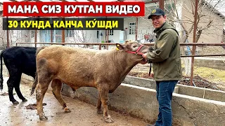 МАНА СИЗ КУТГАН ВИДЕО 30 КУНЛИК НАТИЖА ВА ХАЛКНИНГ ФИКРИ !!! ХОРАЗМ БОЗОР