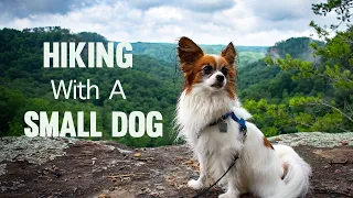 Hiking With A Small Dog // Percy the Papillon Dog