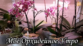 Моё Орхидейное Утро | Обзор полочек с Орхидеями
