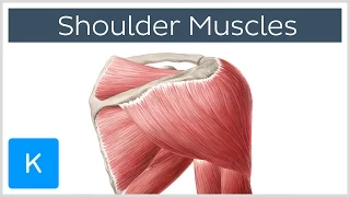 Muscles of the shoulder joint and girdle - Human Anatomy | Kenhub