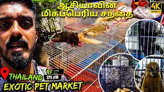 Asia's largest exotic pet market 😍✨ BUDGET TRAVEL TO THAILAND | THAILAND VLOG IN TAMIL EP 10