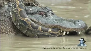 Python vs alligator fight