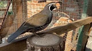 Калифорнийский перепел в домашних условиях, ближняя съёмка, california crested quail