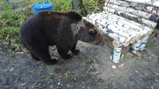 Медведь пришёл в избушку