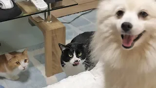 Our cats meet a dog