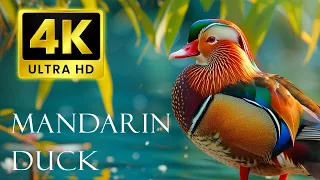 Mandarin Duck | Most Colorful Birds In 4K UHD | Water Flowing