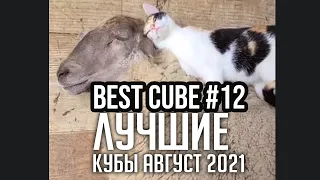 COUB | BEST CUBE | ПОДБОРКА КУБОВ АВГУСТ ЛУЧШИЕ ПРИКОЛЫ #12