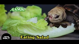 Mr.T eating salad ASMR Turtle | Animal ASMR #3