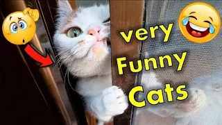 Awesome So Cute Cat | Cute and Funny Cat Videos to Keep You Smiling! 😂 2022