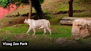 Vizag Zoo Park Visit || Indira Gandhi Zoological Park || Vizag || Pakka Vizag