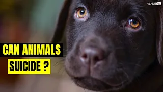 Can animals suicide?