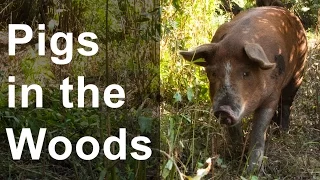 How To Raise Pigs in the Woods