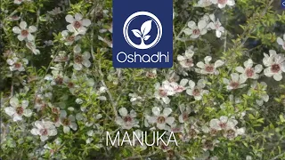 Manuka (Leptospermum scoparium) | Essential-Oil-Plant Portrait by Dr. Malte Hozzel