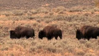 The American Bison makes a comeback