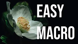 Easy Macro tips: Lighting, focus stacking and composition tutorial