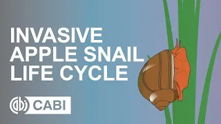 Invasive Apple Snail Life Cycle