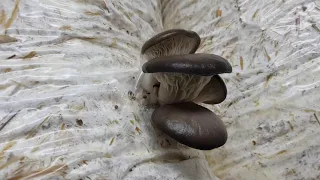 Третья волна грибов Вешенка