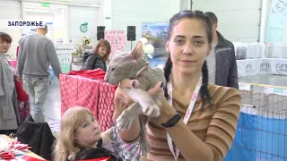 Выставка кошек | Мир кошек | Cat show