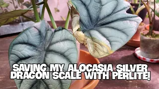 How I Saved My Dying Alocasia Silver Dragon Scale | REPOTTED IN PERLITE!
