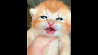 cute baby cat crying videos | OMG So Cute Cats ♥ Best Funny Cat Videos #09