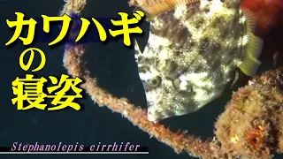 【 カワハギ 】夜の寝姿　Stephanolepis cirrhifer