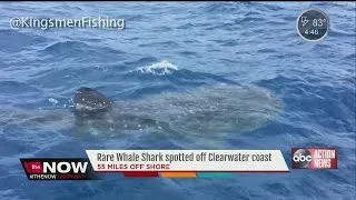 Fisherman captures video of whale shark spotted off Clearwater coast