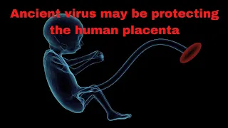 Ancient virus may be protecting the human placenta. We are not more than a composite of Virus.