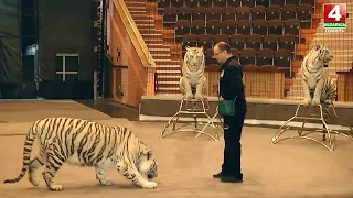 Мастер-класс по дрессировке белых тигров заслуженного артиста России Сергея Нестерова