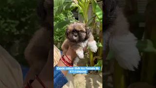 Exotic Colour Shih Tzu Female puppy 🐶 #dog #pets #cutepuppy #shihtzu #shihtzudog #shihtzukennel  ￼