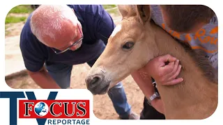 Der Alltag eines Landtierarztes: Zwischen Stallbesuchen und Tiergesundheit | Focus TV Reportage