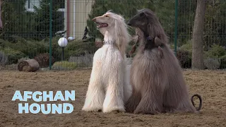 Afghan Hound Dog Breed Information 101