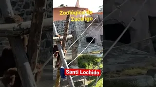 Orangután en el Zoológico de Zacango