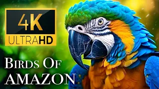 Birds of Amazon 4K - Birds That Call The Jungle Home | Amazon Rainforest | Scenic Relaxation Film