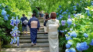 They started the rainy season life surrounded by Hydrangea flowers in KANAGAWA.#明月院 #開成あじさいの里 #4K