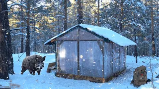 Hiding in a Cozy Cabin in Winter - Boars Came to The CABIN